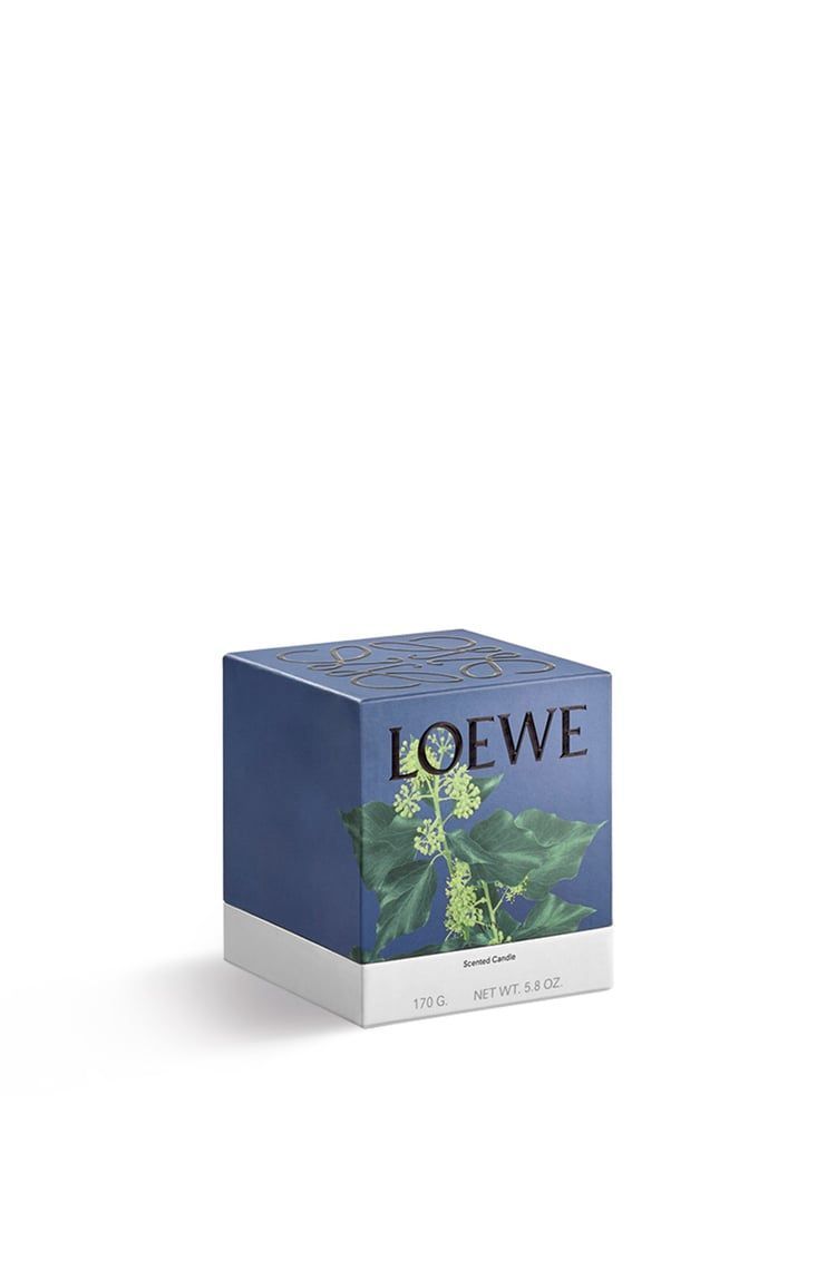 Ivy candle