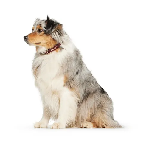 Small/Medium Collar
