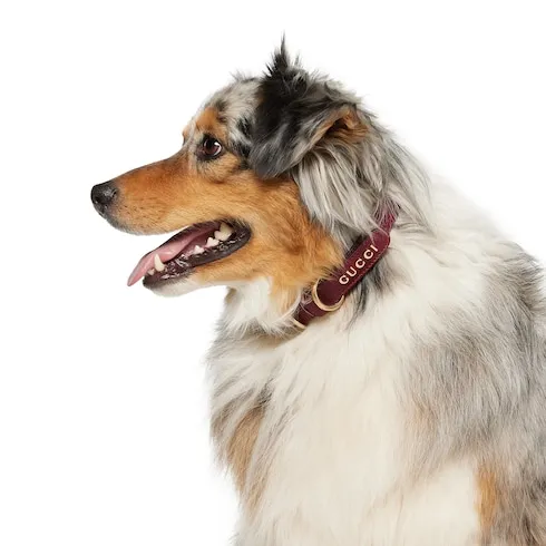 Small/Medium Collar