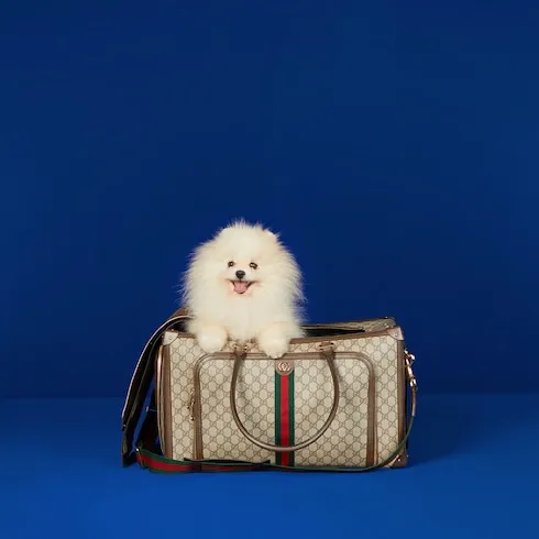 Pet Carrier With Web