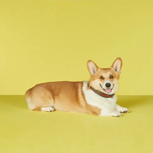 Large/Extra-Large Pet Collar