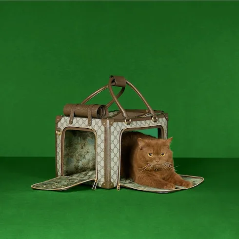 Small Gg Pet Carrier With Web