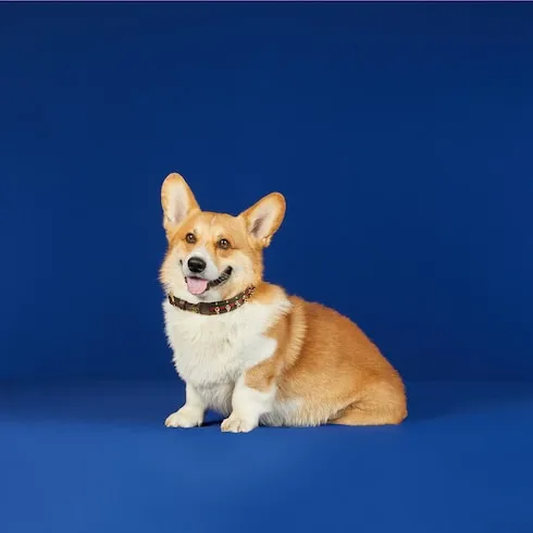 Medium/Large Pet Choker