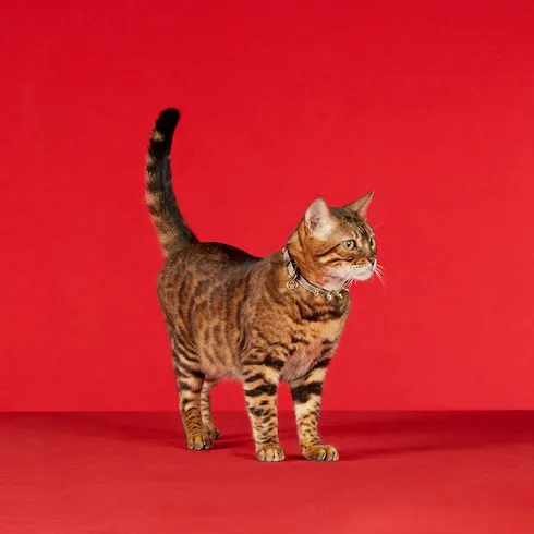 Extra-Small Pet Collar