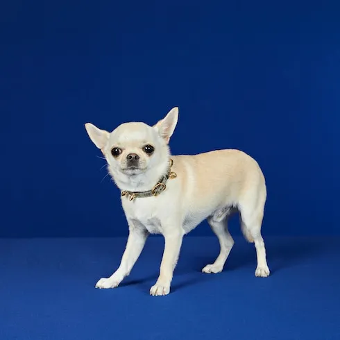 Extra-Small Pet Collar