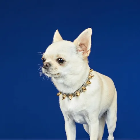 Extra-Small Pet Collar