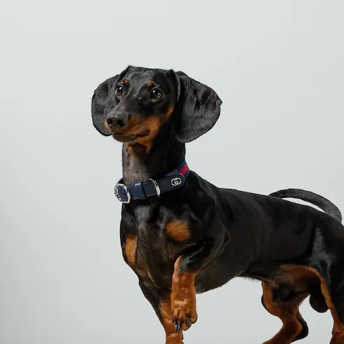 Small/Medium Pet Collar