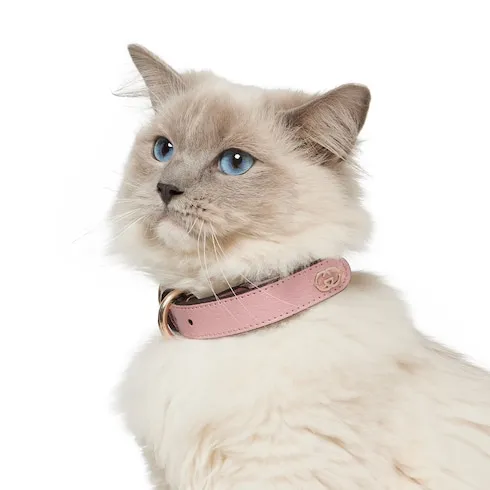Small/Medium Collar