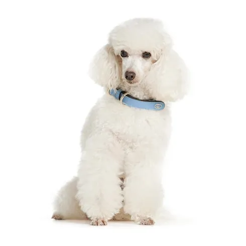 Small/Medium Collar
