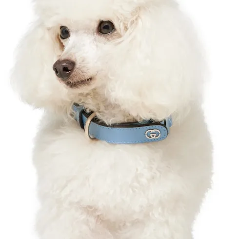 Small/Medium Collar