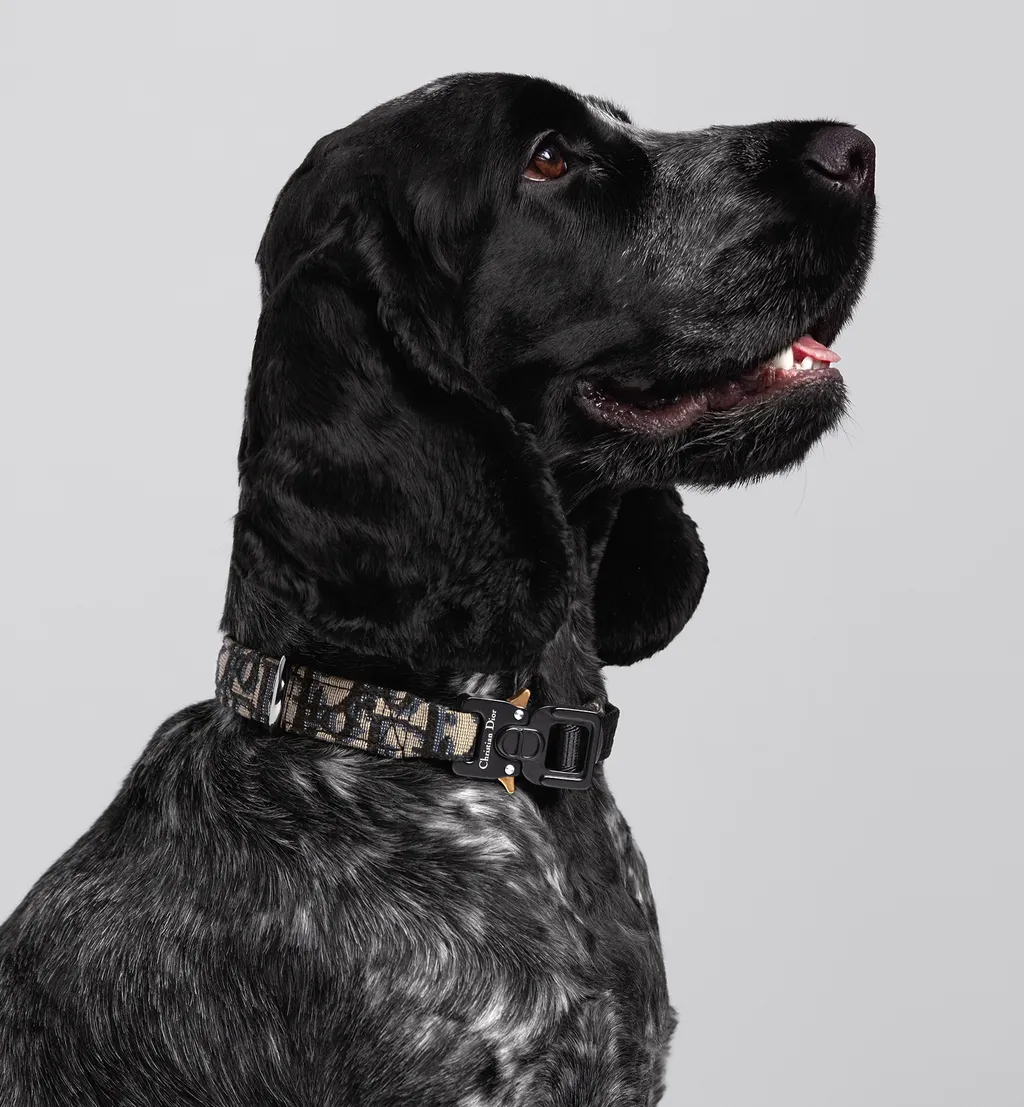 Pet Collar