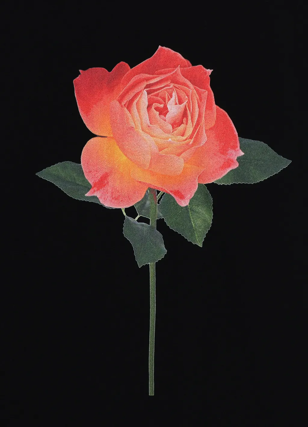 Lady Rose Long Sleeve T-Shirt