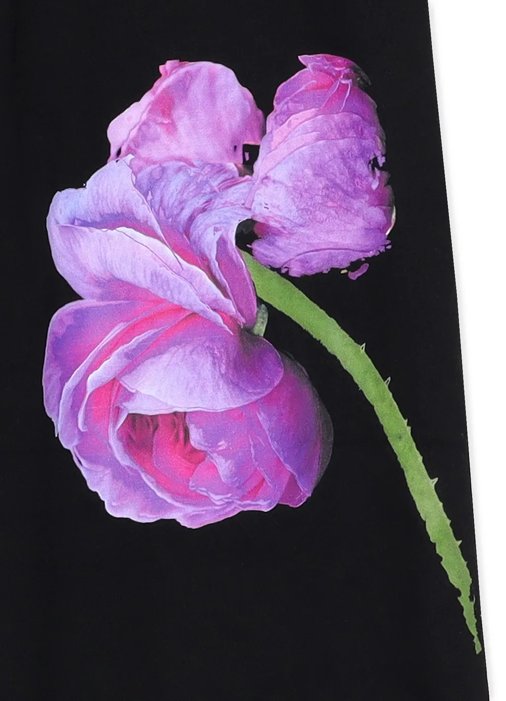Cotton Chino Purple Rose Pants