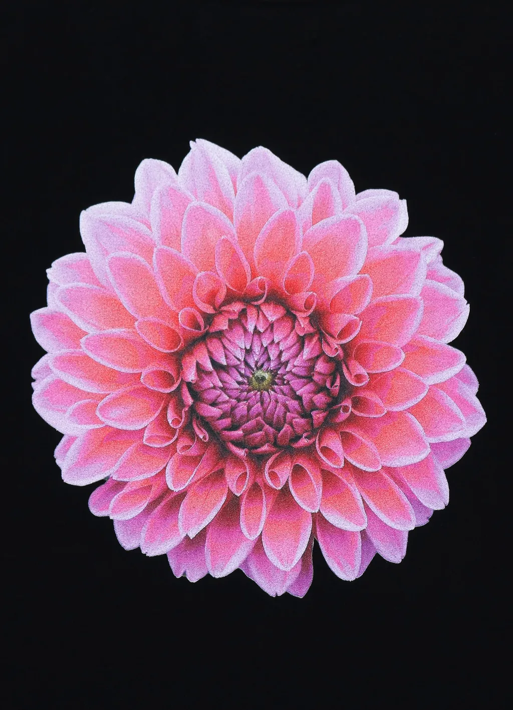 Pink Dahlia Long Sleeve T-Shirt