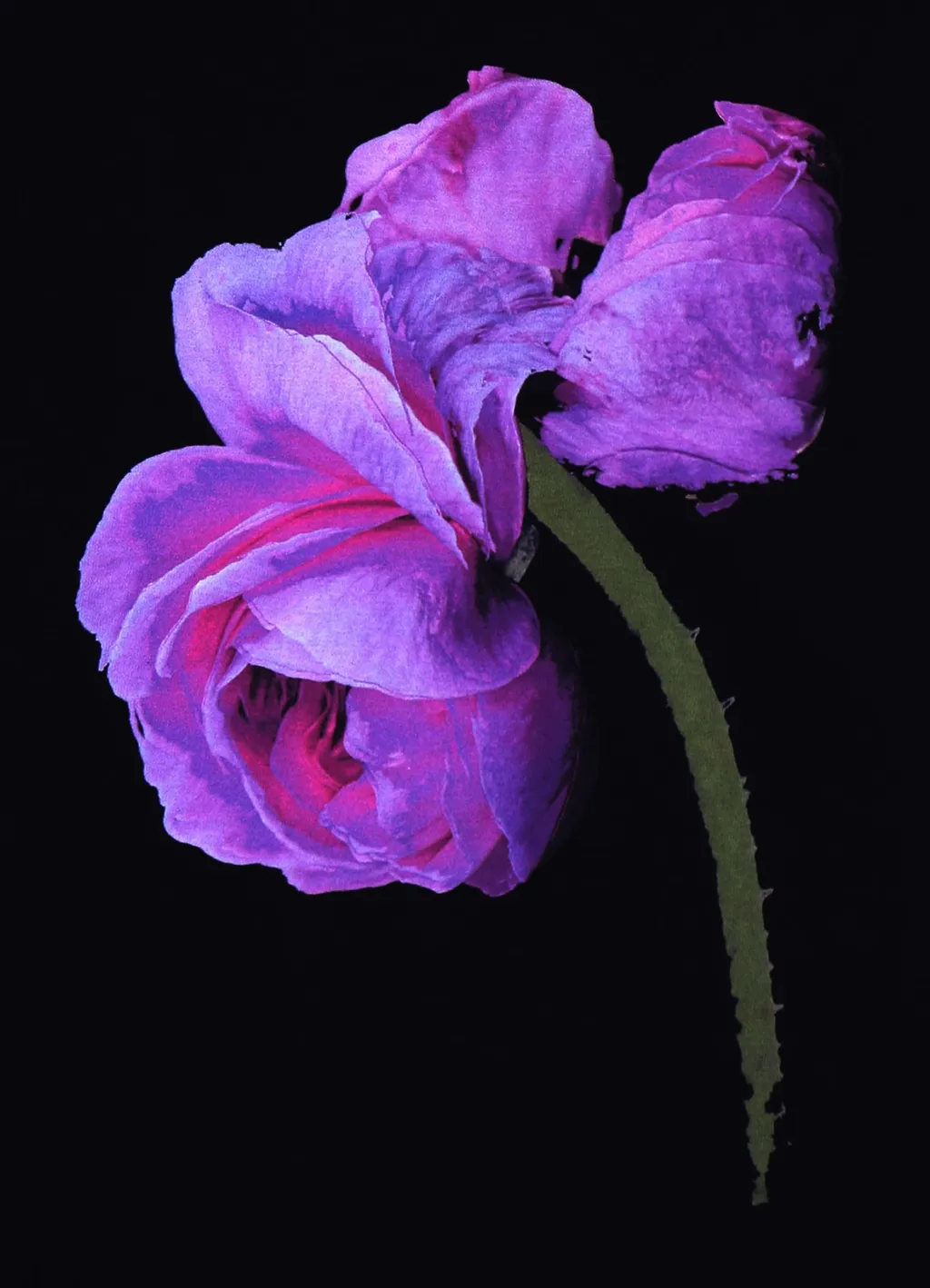 Purple Rose T-Shirt