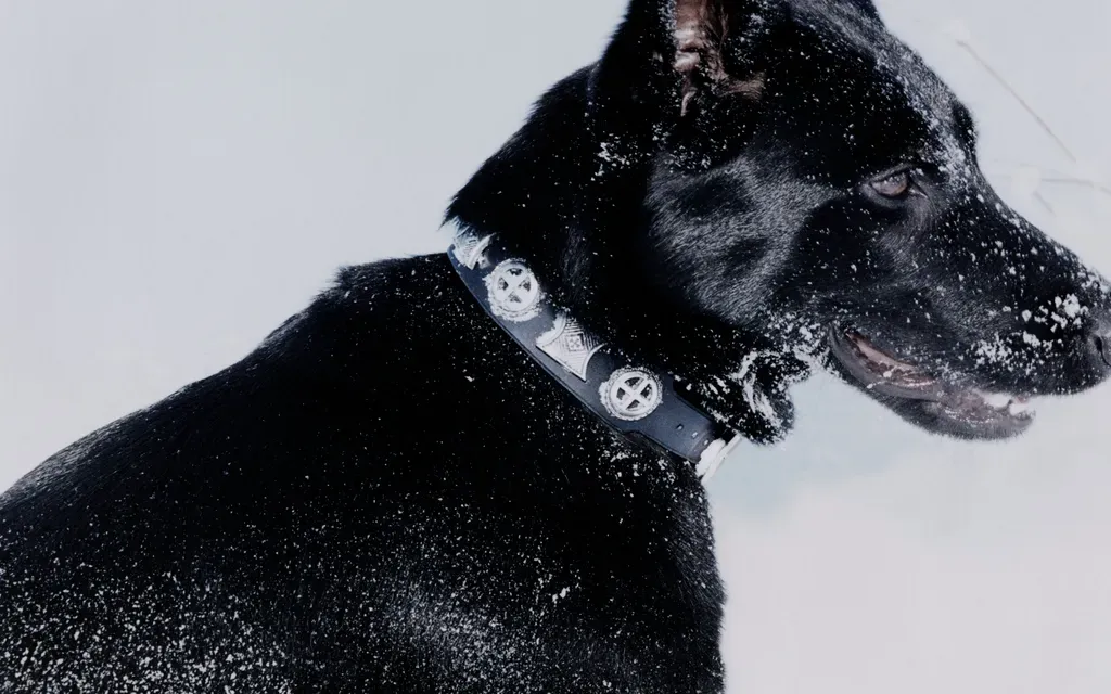 Effigy Dog Collar And Leash