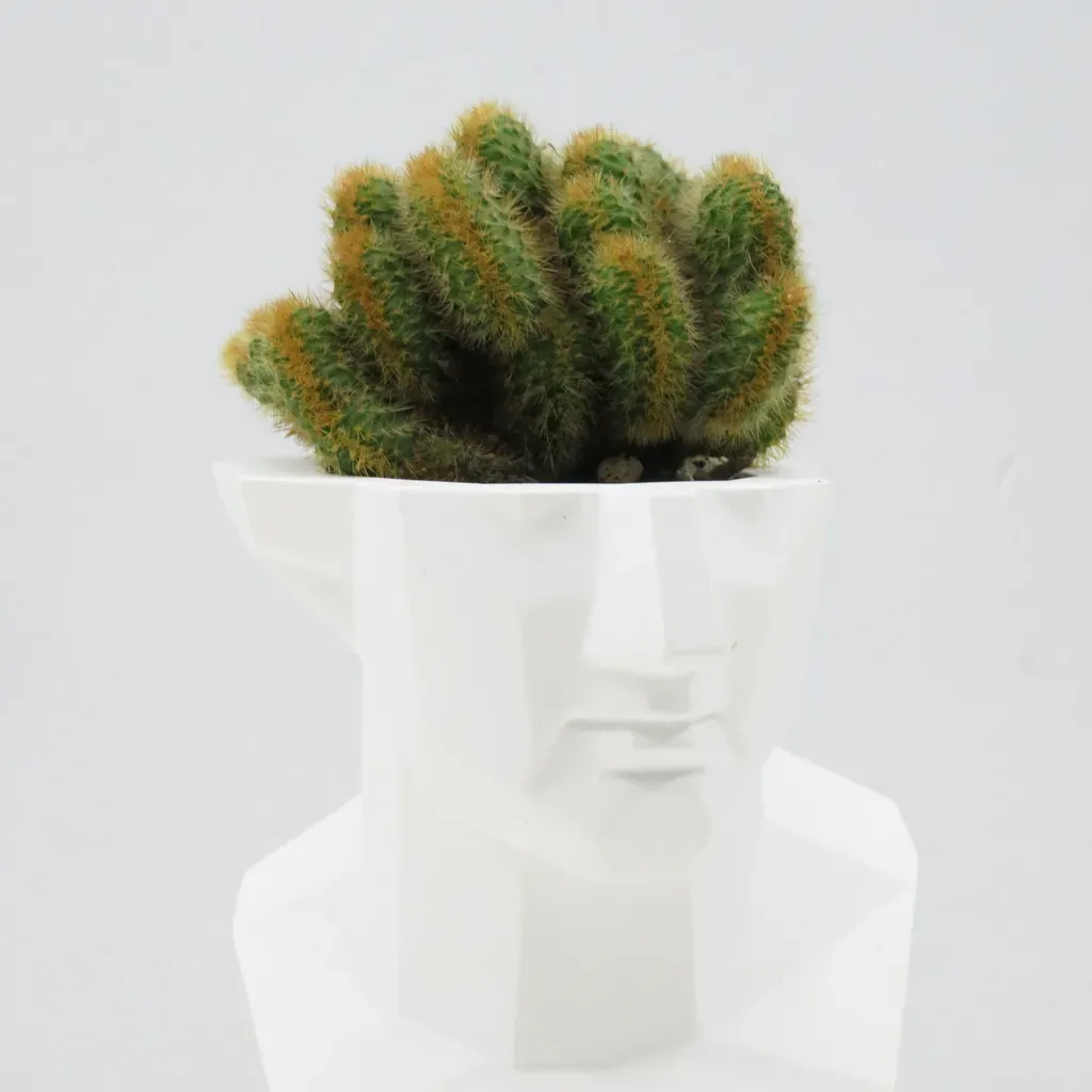 Emeth No.005 Chamfer Venus Cactus Pot