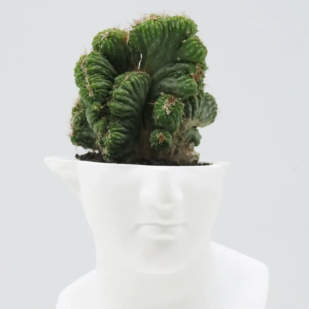 Emeth No.001 Venus Cactus Pot