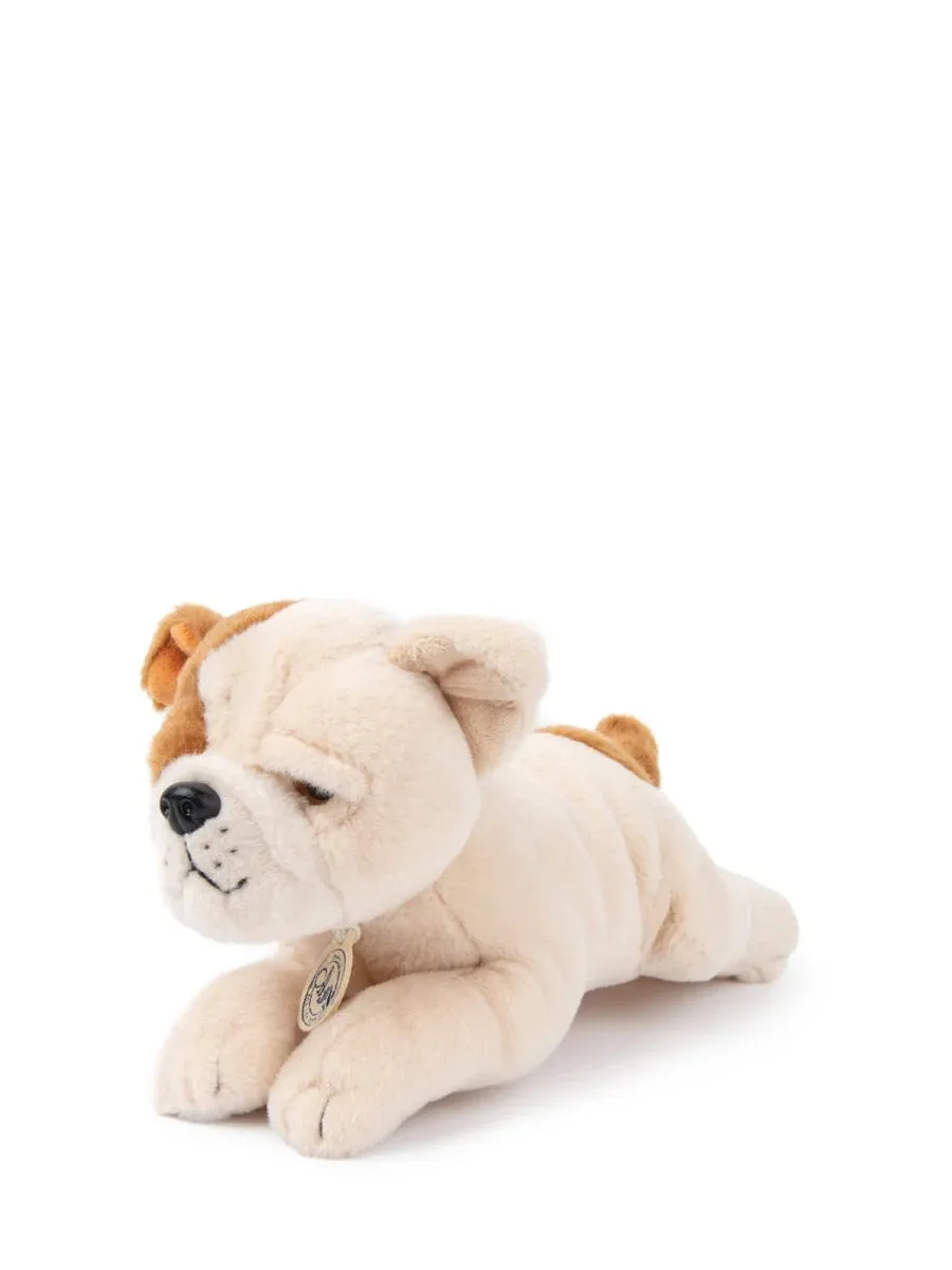 The American Bulldog In Giftbox