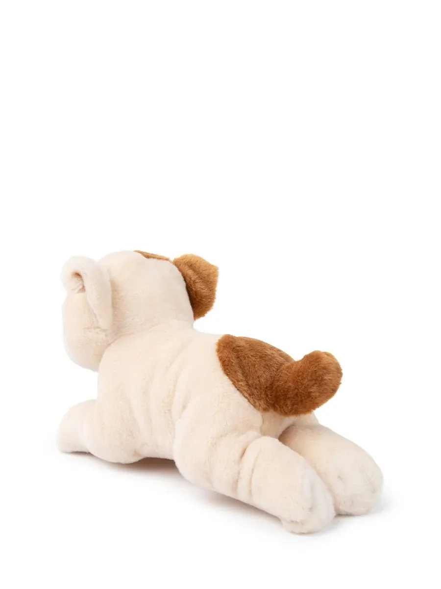 The American Bulldog In Giftbox