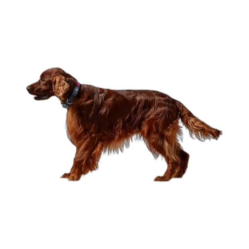 Large/extra-large pet collar