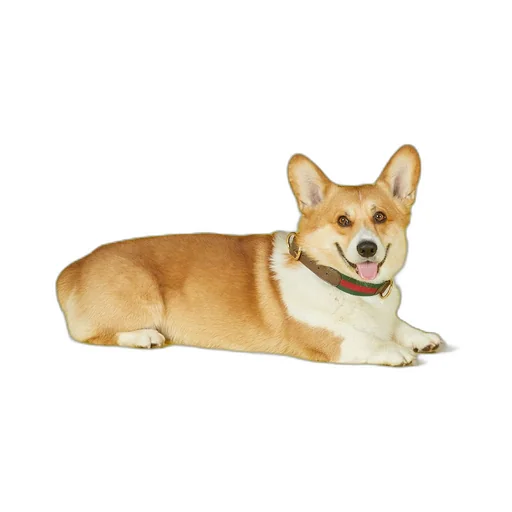 Large/extra-large pet collar