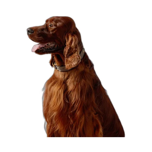 Large/extra-large pet collar