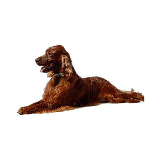 Large/extra-large pet collar