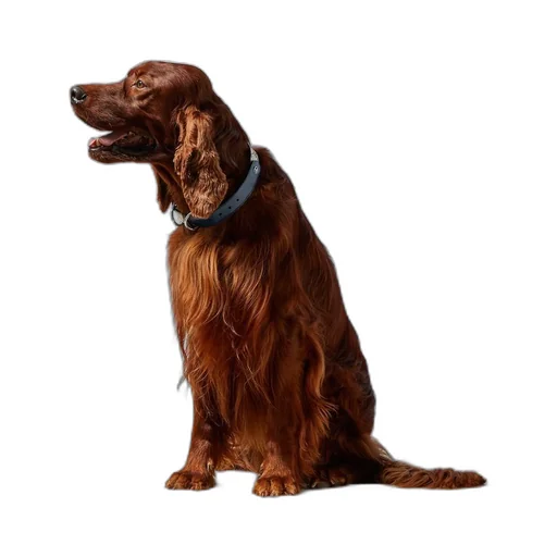 Large/extra-large pet collar