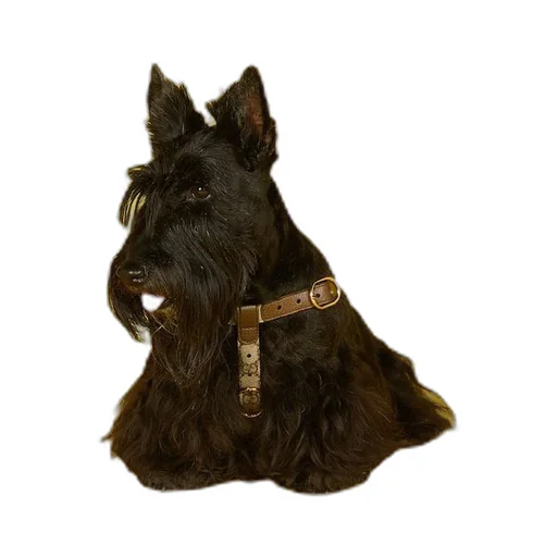 Small/medium pet harness