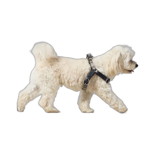 Small/medium pet harness
