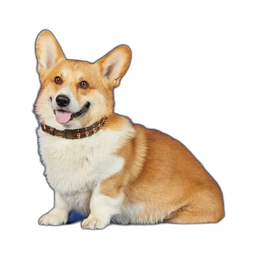 Medium/large pet choker