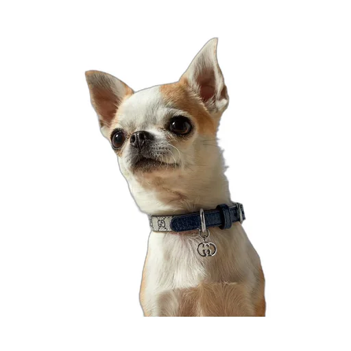 Extra-small pet collar