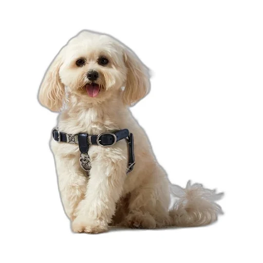 Small/medium pet harness