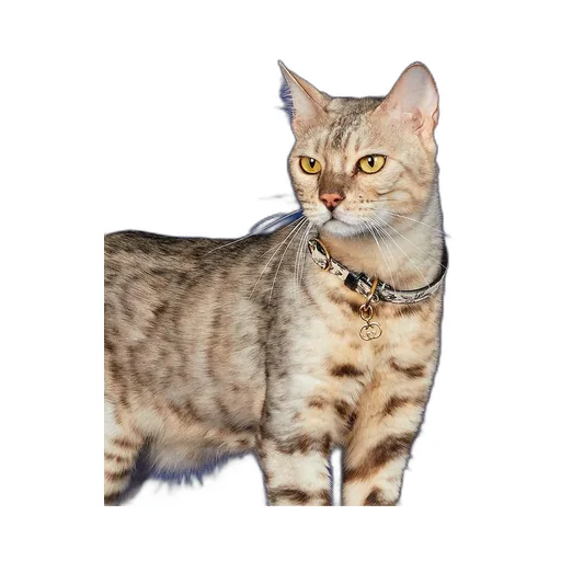 Extra-small pet collar