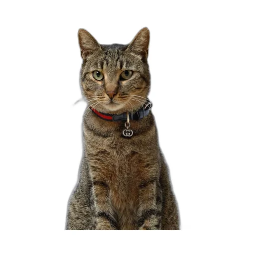 Extra-small pet collar