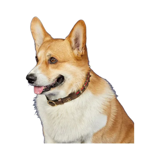 Medium/large pet choker