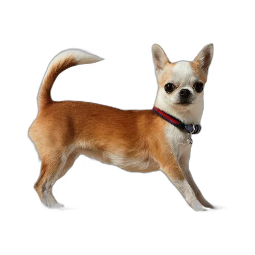 Extra-small pet collar