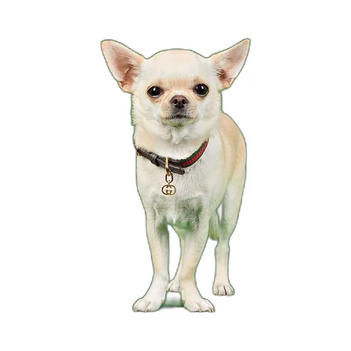 Extra-small pet collar