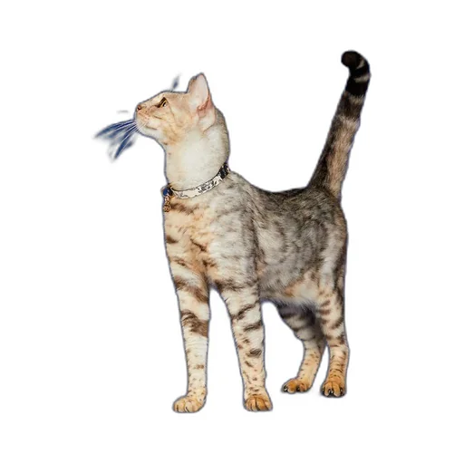 Extra-small pet collar