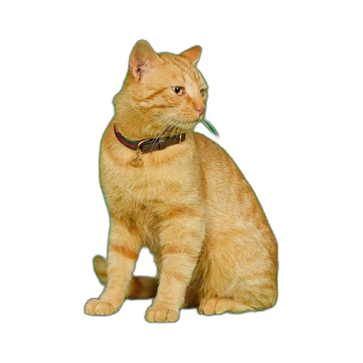 Extra-small pet collar