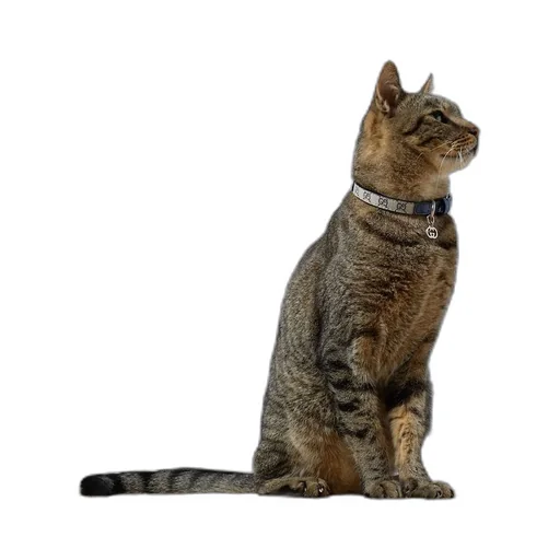 Extra-small pet collar