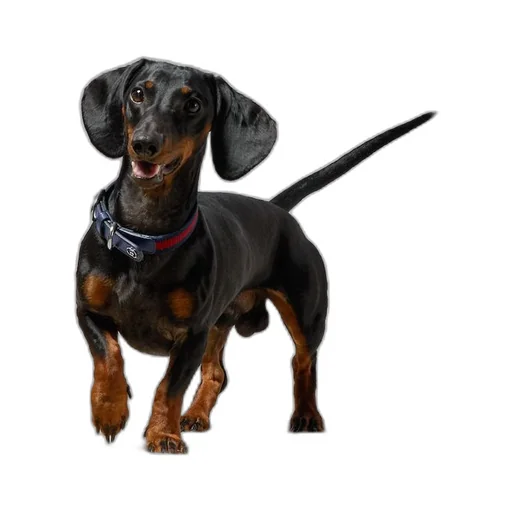 Small/medium pet collar