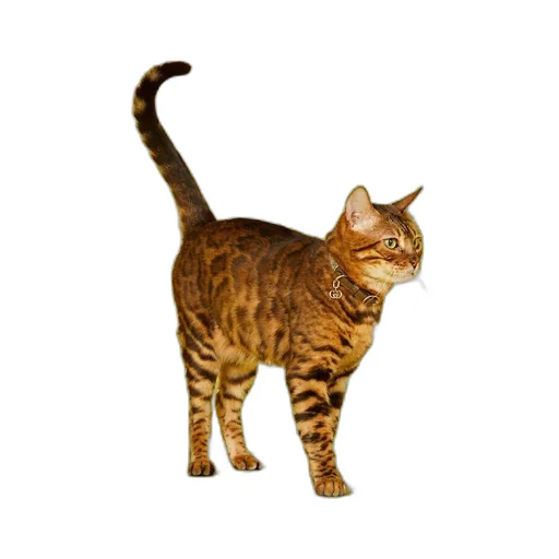 Extra-small pet collar