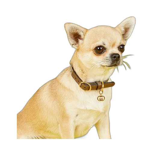 Extra-small pet collar