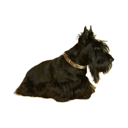 Small/medium pet collar