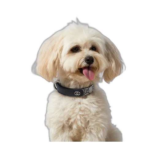 Small/medium pet collar