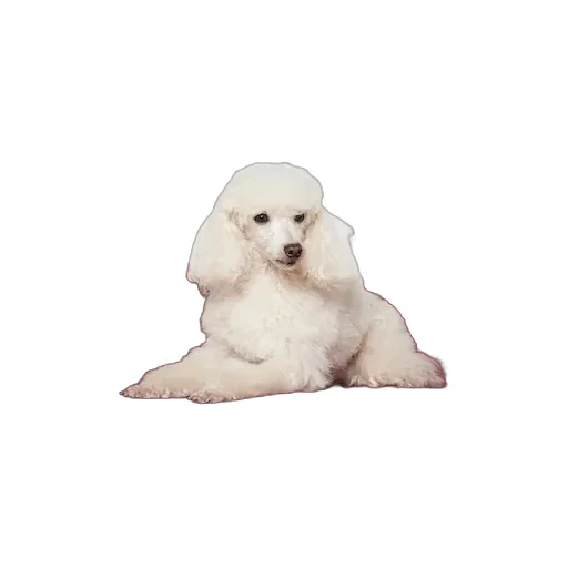 Gg Nylon Pet Bed