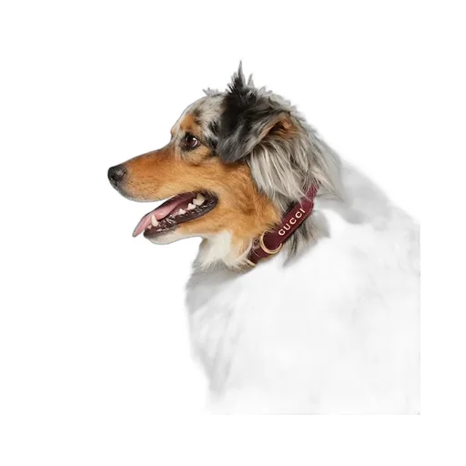 Small/Medium Collar