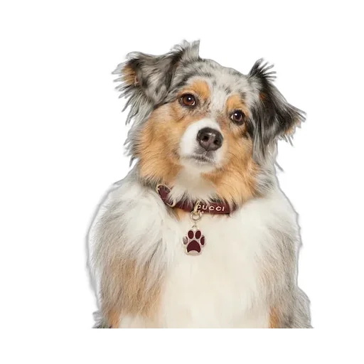 Paw-Shaped Charm